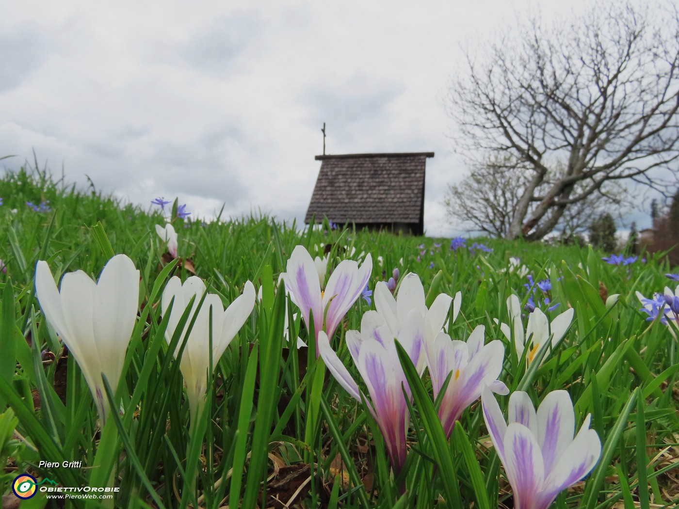 60 Scopriamo altri crocus vernus in fiore.JPG